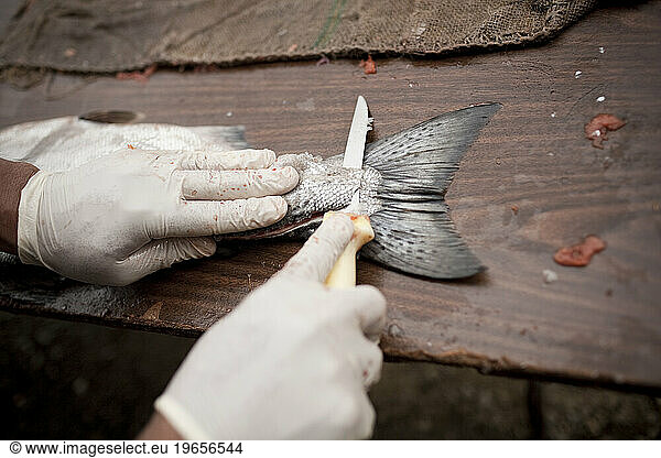 Salmon being cleaned and cooked for the annual First Salmon Feast. Celilo  Oregon