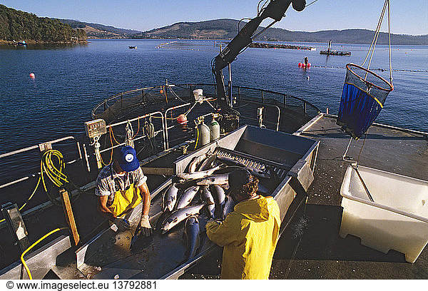 Salmon fish farm processing  Dover  Tasmania  Australia