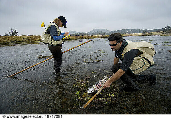 Salmon research  Mt Shasta CA