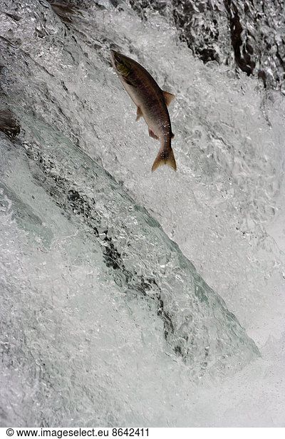 Salmon swimming upstream  Katmai National Park  Alaska  USA