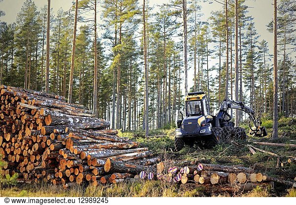 Salo,  Finland - November 18,  2018: Logging site in Finnish forest in autumn sunlight with stack of birch logs and Ponsse Ergo forest harvester.
