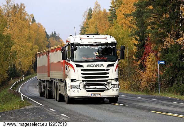 Salo  Finland - October 13  2018: White Scania R730 of Transport Stromberg in seasonal sugar beet haul on rural highway flanked by autumn foliage.