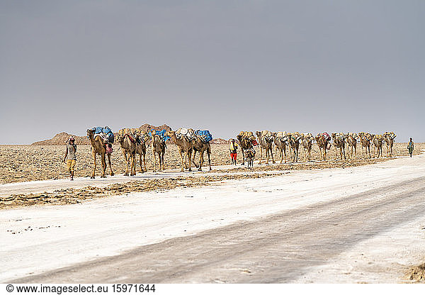 Salt caravan crossing the desert  Dallol  Danakil Depression  Afar Region  Ethiopia  Africa
