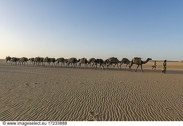 Salt caravan transporting salt through the desert  Oasis Fachi  Tenere desert  Niger  West Africa  Africa