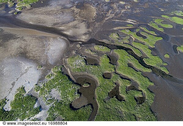 Salt marshes in front of the dike  coastal protection  Wadden Sea National Park  North Sea  North Friesland  Schleswig-Holstein  Germany  Europe