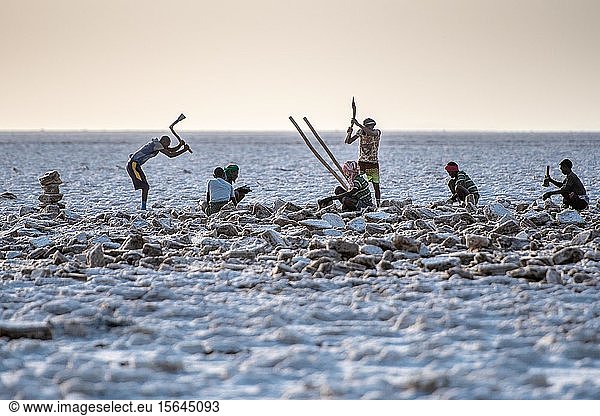 Salt miners dig away at the salt flats in the Danakil Depression  Afar Triangle  Ethiopia  Africa