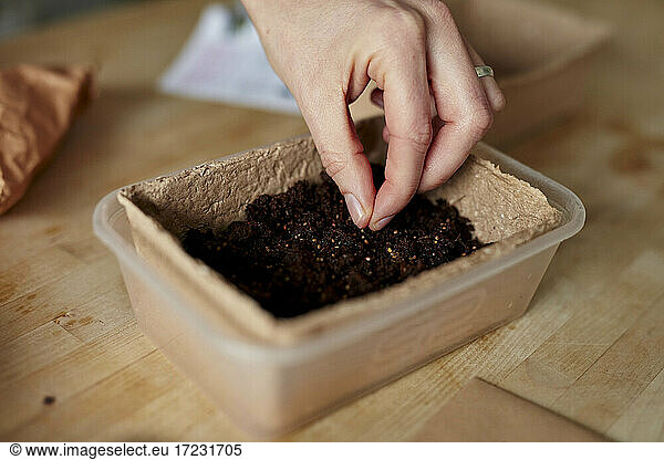Samen von Hand in die Kompostschale auf dem Küchentisch legen