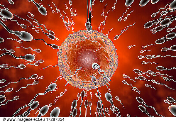 Samenzellen rasen zur Befruchtung bis zum Ei
