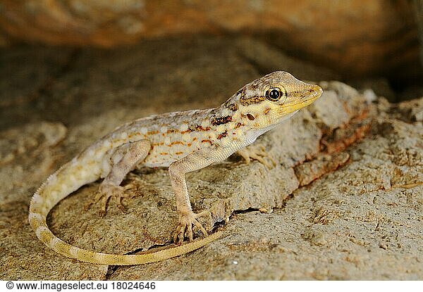 Samha Rock Gecko (Pristurus samhaensis) erwachsen  auf Fels ruhend  Insel Samha  Sokotra-Archipel  Jemen  Marsch  Asien