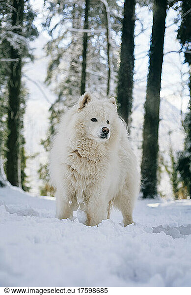 Samoyed dog standing on snow