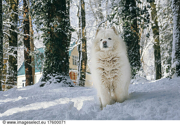 Samoyed dog standing on snow in forest