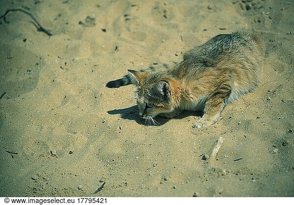 Sand Cat (Felis margarita)  Sand Cats  sand cat  Desert Cats  Predators  Mammals  Animals  Sand Cat