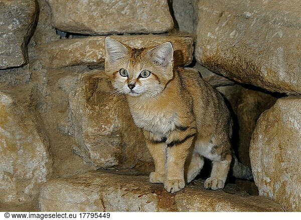 Sand cat (Felis margarita)  Sand cats  sand cat  Desert cats  Predators  Mammals  Animals  Sand cat adult amongst rocks