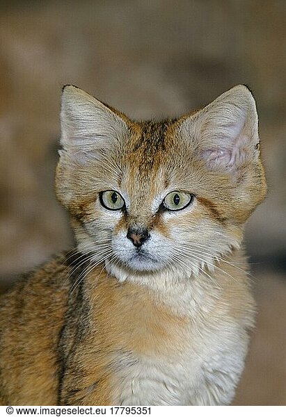 Sand cat (Felis margarita)  Sand cats  sand cat  Desert cats  Predators  Mammals  Animals  Sand cat adult  close-up of head