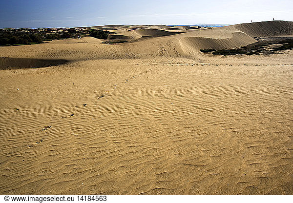 Sand dunes and coastal vegetation at Maspalomas  Gran Canaria  Canary Islands  Spain  Europe