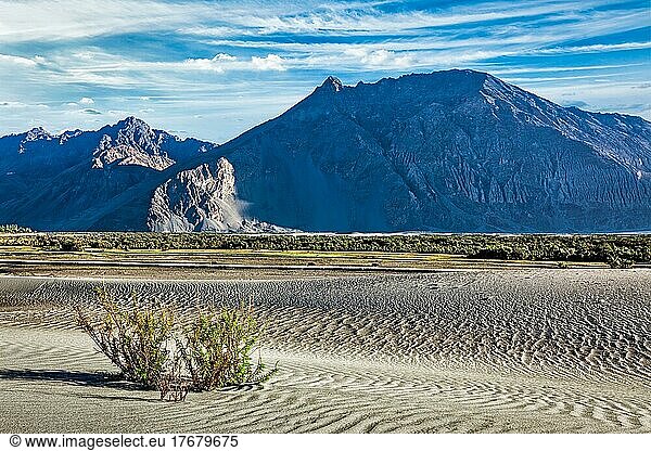 Sand dunes in Nubra valley in Himalayas. Hunder  Nubra valley  Ladakh