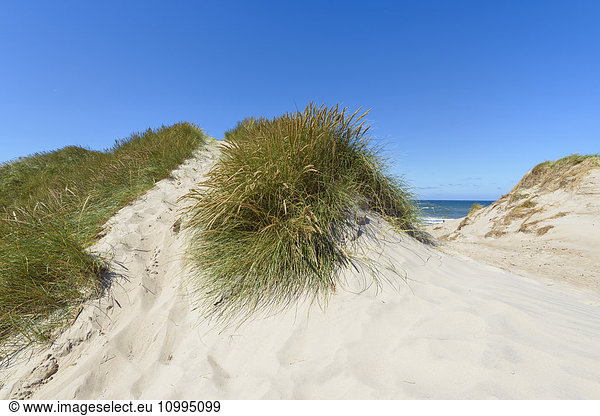 Sand Dunes  Klitmoller  North Jutland  Denmark