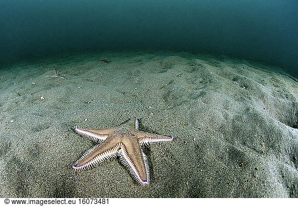 Sand starfish (Astropecten irregularis)  on the sand  in the Marine Protected Area of the Agathoise Coast  Herault  Occitanie  France