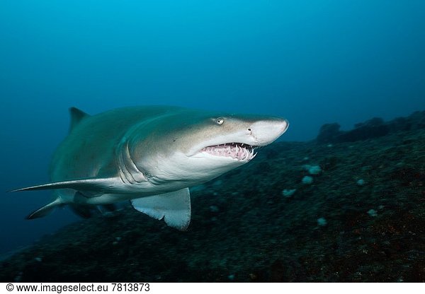 Sand Tiger Shark  Carcharias taurus  Aliwal Shoal  Indian Ocean  South Africa.
