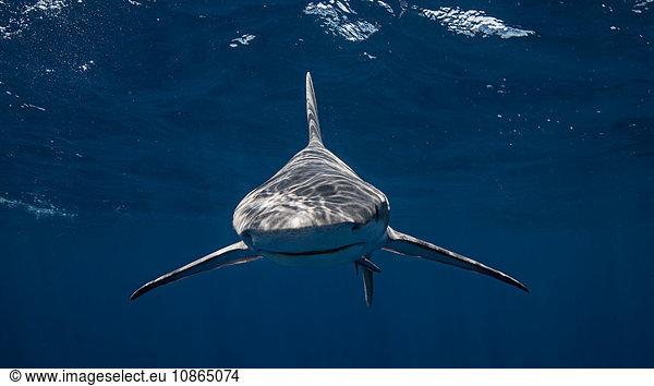 Sandbar shark looking at camera