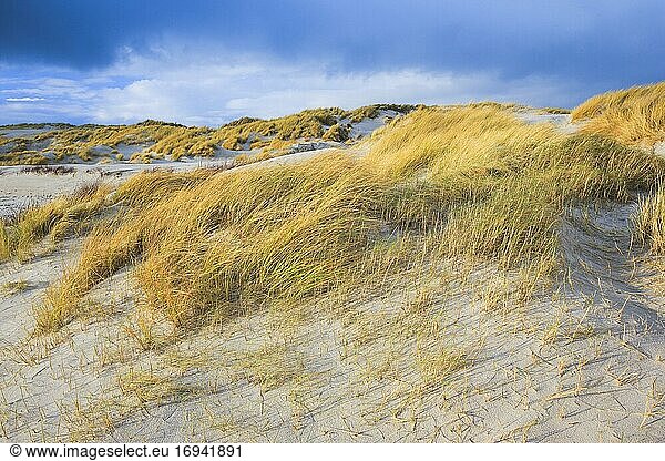 Sanddüne Insel Düne  Helgoland  Deutschland  Europa