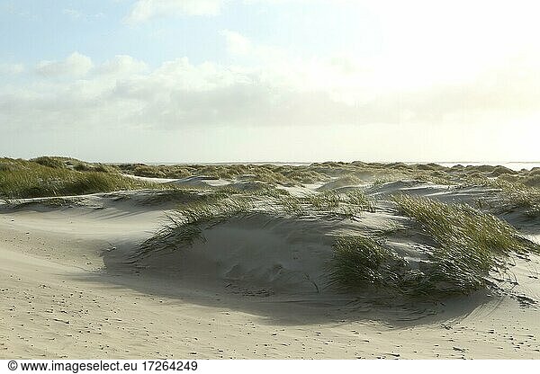 Sanddünen am Kniepsand  Wittdün  Insel Amrum  Nordfriesische Inseln  Schleswig-Holstein  Deutschland  Europa