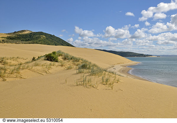 Sanddünen-Landschaft am Hokianga Harbour  Opononi  Nordinsel  Neuseeland