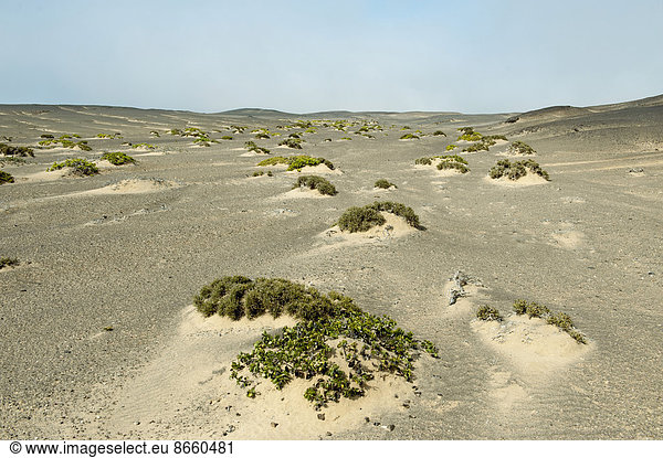 Sanddünen mit spärlicher Vegetation Skelettküsten-Nationalpark Region Khomas Namibia