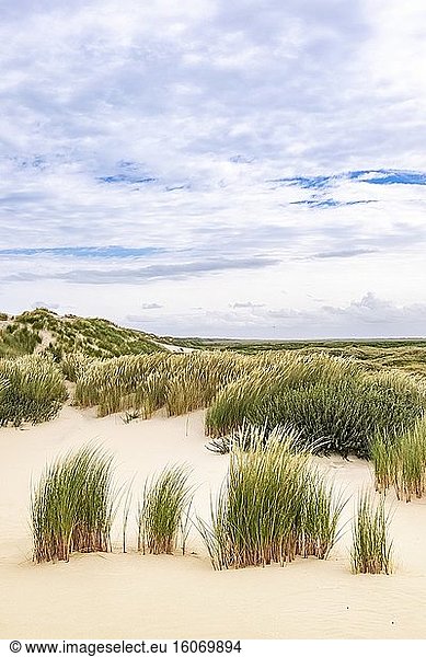 Sanddünen mit Vegetation auf der friesischen Insel Terschelling  Niederlande  Europa.