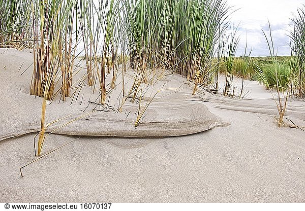 Sanddünen mit Vegetation auf der friesischen Insel Terschelling  Niederlande  Europa.