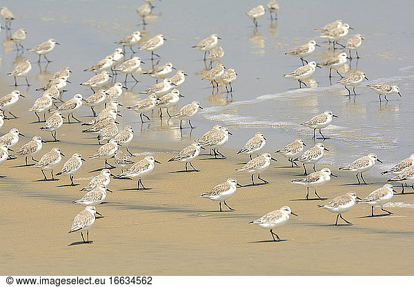 Sanderling (Calidris alba)  in winter plumage on the beach  Tongoy  IV Region of Coquimbo  Chile