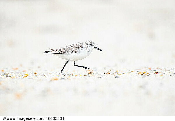 Sanderling (Calidris alba) in winter plumage  running on a beach in Brittany  France