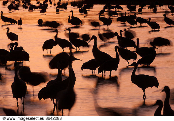 Sandhügelkraniche  Grus canadensis  Bosque del Apache National Wildlife Refuge  New Mexico  USA