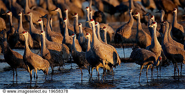 Sandhill Cranes