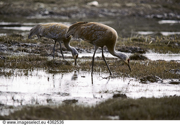 Sandhill Cranes Feed Along Tidal Shore Kachemak Bay KP