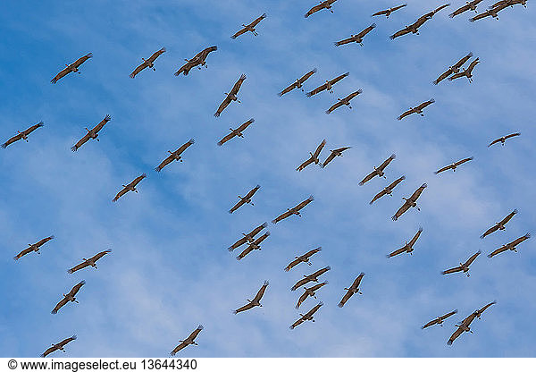Sandhill Cranes (Grus canadensis) flying overhead  Whitewater Draw Wildlife Area  Arizona.