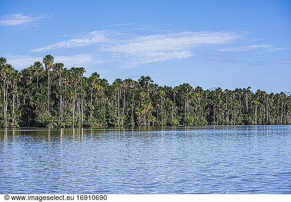 Sandoval-See  Tambopata-Nationalreservat  Provinz Tambopata  Amazonas-Dschungel von Peru