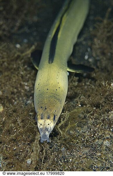 Sandschlangenaal  Sandschlangenaale  Aale  Andere Tiere  Fische  Tiere  Highfin Snake-eel (Ophichthus altipennis) adult  close-up of head  free-swimming on black sand at night  Lembeh Straits  Sulawesi  Greater Su