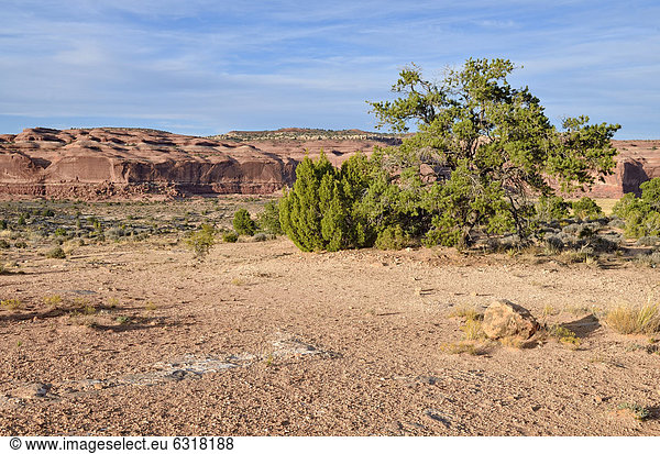 Sandstein-Landschaft  Big Mesa  Canyonlands  Moab  Utah  USA