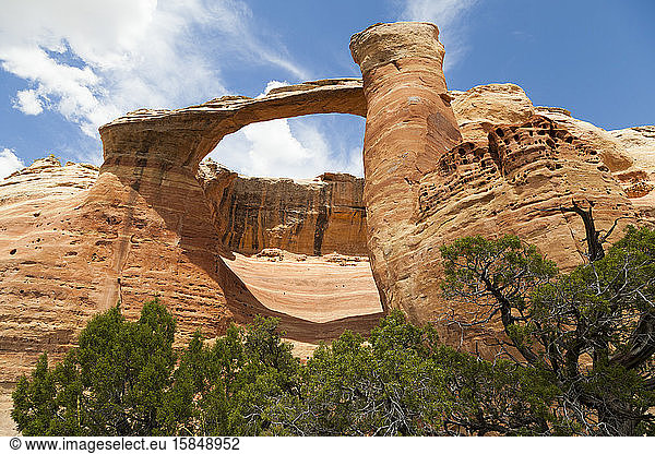 Sandstone rock arch with juniper trees in McInnis Canyons  Colorado