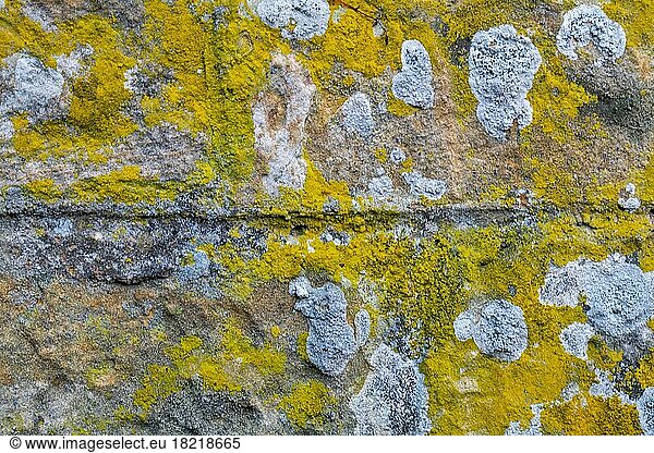 Sandstone wall overgrown with lichen  background  texture  Germany  Europe