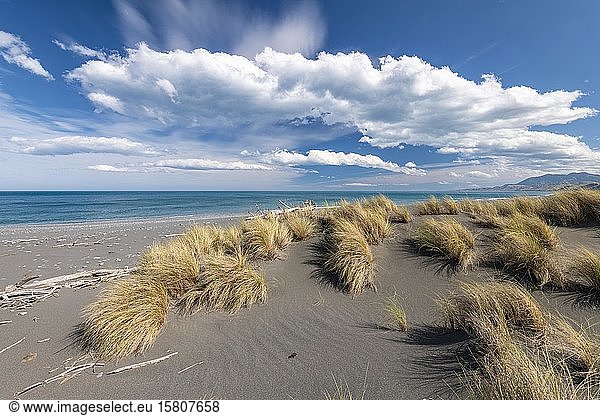 Sandstrand mit Gras in der Nähe von Kaikoura  Canterbury  Südinsel  Neuseeland  Ozeanien