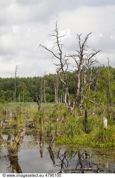 Sandweg im Müritz-Nationalpark Mecklenburg-Vorpommern Deutschland Europa