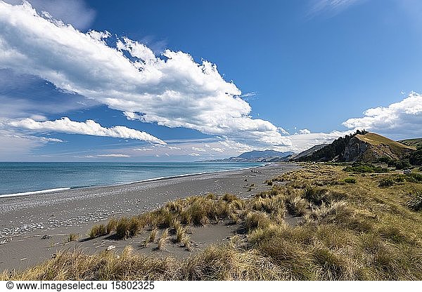 Sandy beach beach with grass near Kaikoura  Canterbury  South Island  New Zealand  Oceania