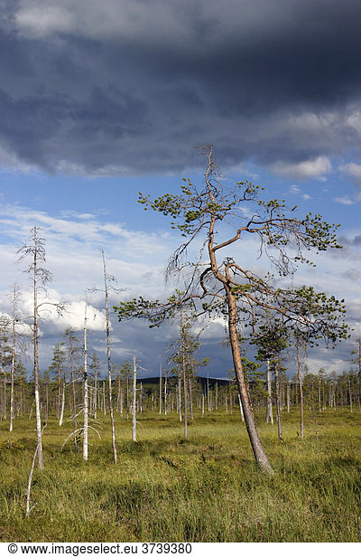 Sanfjaellets Nationalpark Schweden Skandinavien Nordeuropa