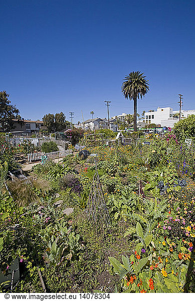 Santa Monica Community Garden