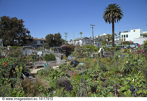 Santa Monica Community Garden