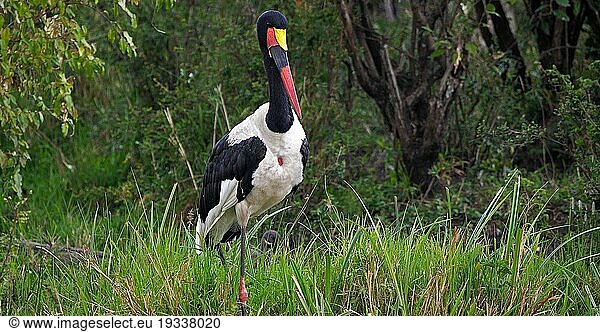 Sattelstorch (Ephippiorhynchus senegalensis)  Masai Mara Park in Kenia