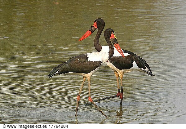 Sattelstorch  Sattelstörche (Ephippiorhynchus senegalensis)  Storch  Tiere  Vögel  Saddle-billed Stork adult pair  wading  South Luangwa N. P. Zambia