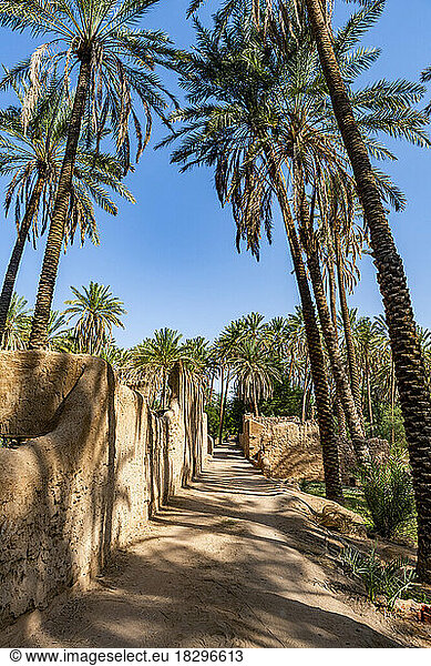 Saudi Arabia  Al-Ula  Footpath stretching between palm trees in vast desert oasis